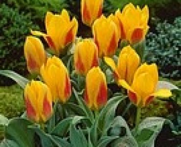 лале Greigii Bella Vista (25 см)