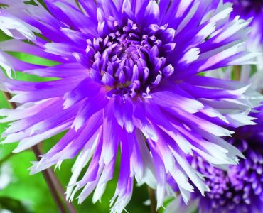 далия Miss Sophie