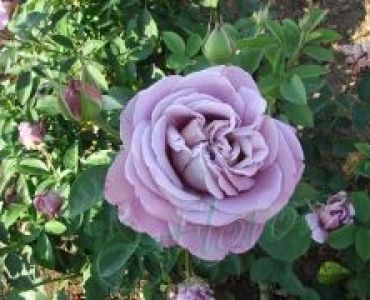 Облагородена храстовидна роза Флоров: Каталожен номер 47