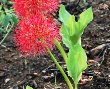 Скадоксус 18+