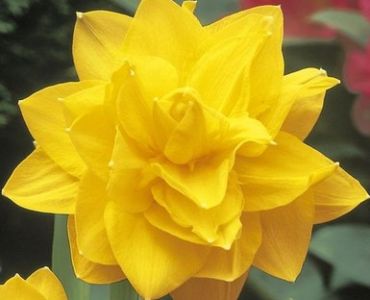 нарцис Double Golden Ducat