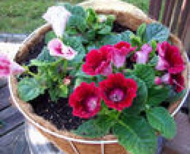 глоксиния Микс 5 бр