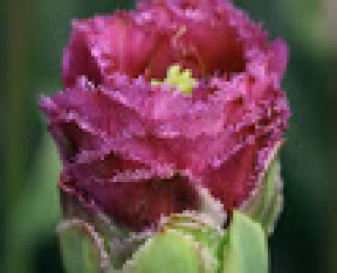 Лалета  Purple Tower (пакет - 3 луковици)