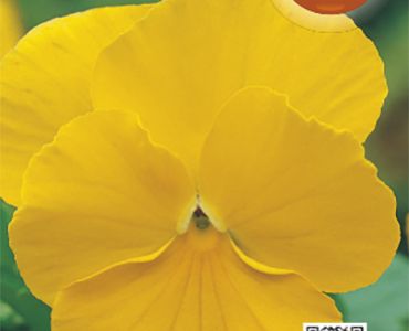 Теменуга жълта`SG