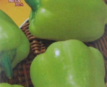 пипер Р14 (италиански)