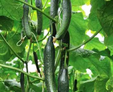 краставици Трибуно / LC 9740