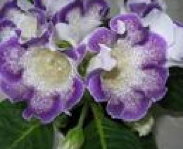 глоксиния Tigrina Blue