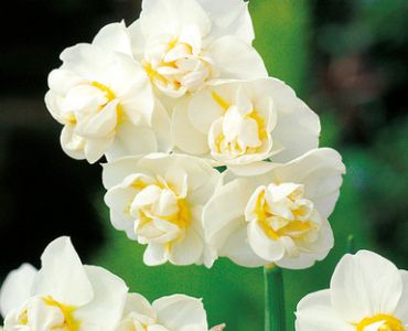 нарцис Multiflora Cheerfulness (по няколко цвята на дръжка)