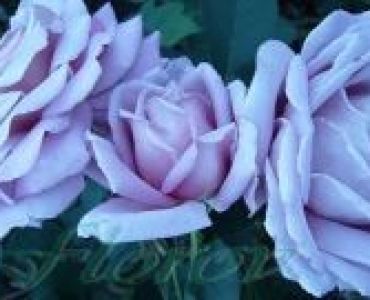 Облагородена храстовидна роза Флоров: Каталожен номер 15