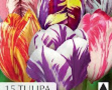 лалета Rembrandt mix (1 оп -15 луковици)