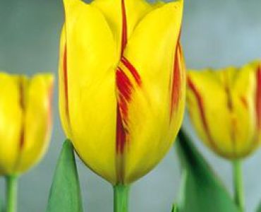 Лале striped washington