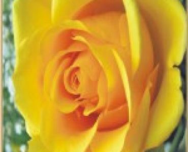 Храстовидна роза 004