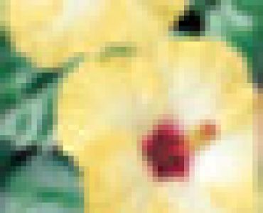 хибискус Жълт