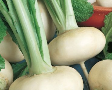 ряпа Piatta Quarantina`SG