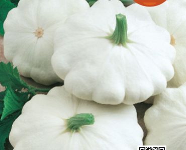 тиквички Патисон`SG