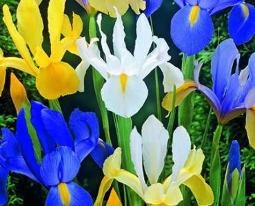 Ирис hollandica Микс 8/9