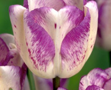 лале Kameleon Shirley (изменящи цвета си)