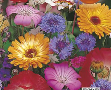 Смес от едногодишни цветя
