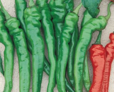 пипер цигарета Бергамо`SG