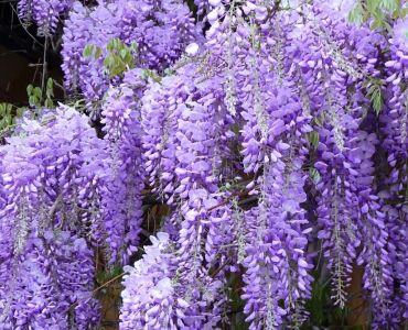 Глициния (WISTERIA)