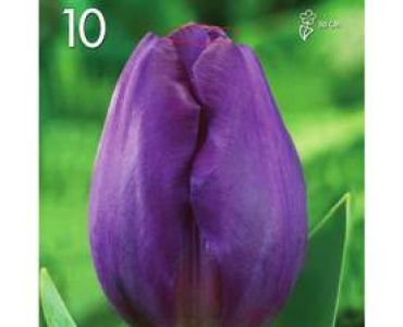 Лале Triumph-Lila