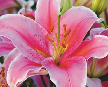 лилиум ориенталски Розов