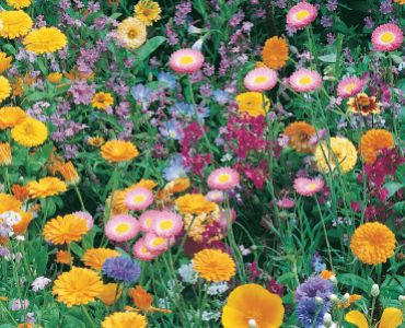 Смес от високи летни цветя 