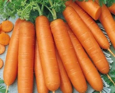 моркови Карболи F1