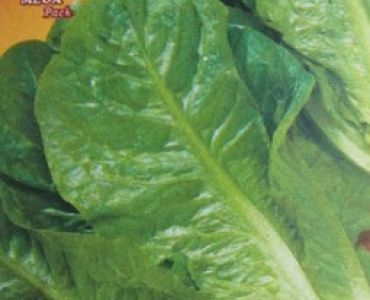 маруля Италианска