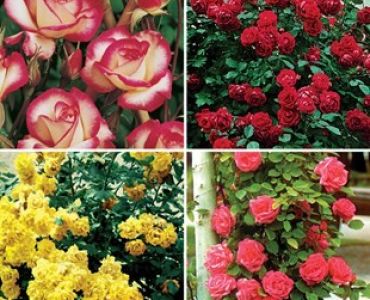 ОБЛАГОРОДЕНИ КАТЕРЕЩИ РОЗИ МИКС 5бр