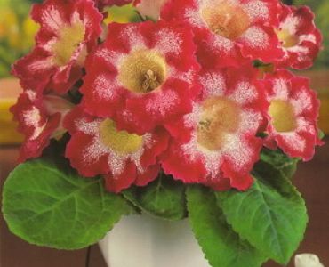 глоксиния Tigrina Red