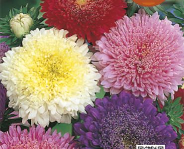 Астра - Принцеса смес`SG