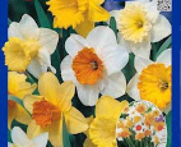 Нарцис Микс Луличка (пакет - 45 луковици)