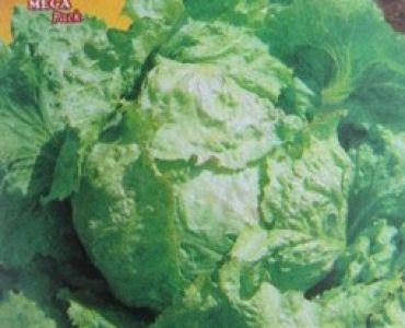 салата Batavia Bionda di Parigi