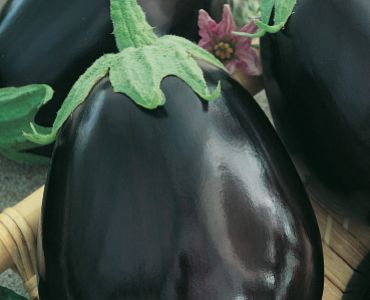 патладжан Черна красавица SG