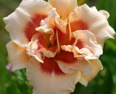 хемерокалис 42nd Street