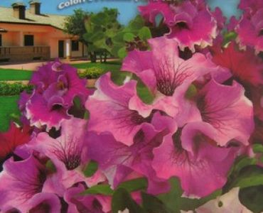 Петуния кичеста