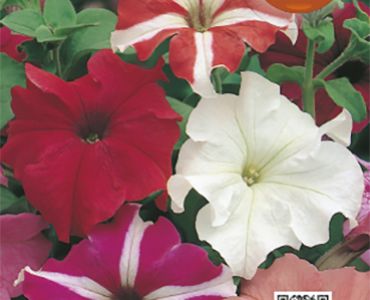 Петуния Микс