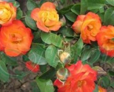 Облагородена катереща роза Флоров: Каталожен номер 28