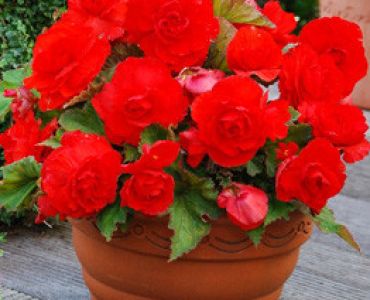 бегония superba Scarlet