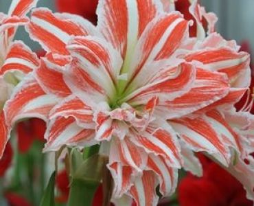 Амарилис кичест (Amaryllis Hippeastrum) Dancing Queen