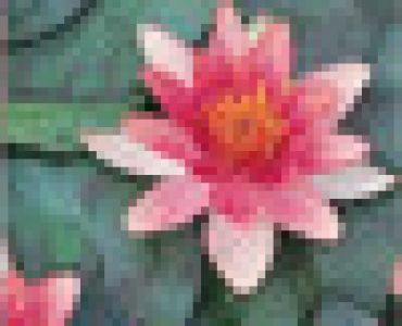 водна лилия Червена