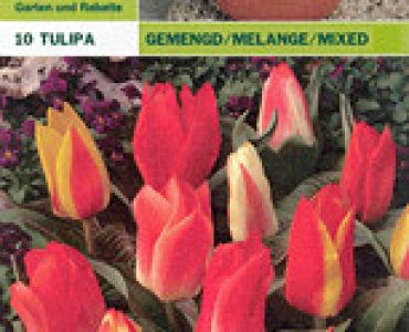 Лалета Greigii микс 10 бр (пакет) - 25 см