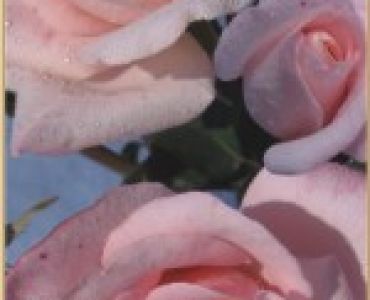 Храстовидна роза 016