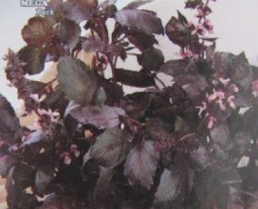 босилек Виолетов