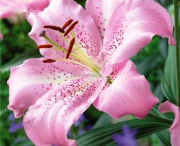 лилиум Josephine