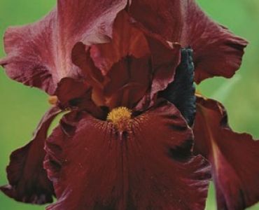 Ирис Germanica red brown