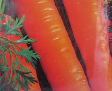 моркови Берликум