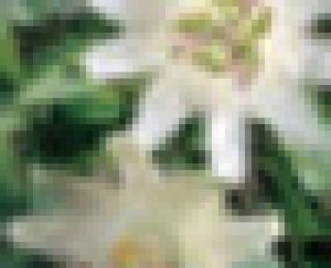 Пасифлора бяла - Passiflora Constance Elliot