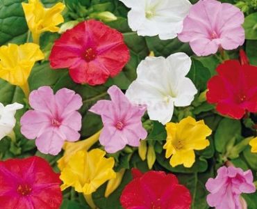 Мирабилис (грудка)